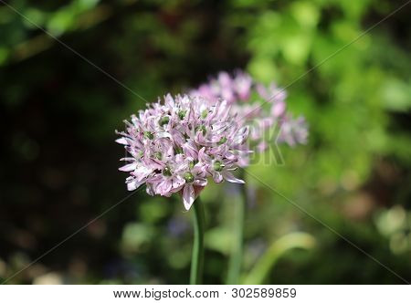 Allium Decipiens In Spring Garden. Growing Of Ornamental Bulbous Plants In The Garden .allium Decipi