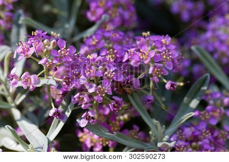 Pink Flowers Of Alyssum Spinosum