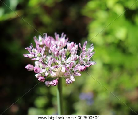 Allium Decipiens In Spring Garden. Growing Of Ornamental Bulbous Plants In The Garden .allium Decipi