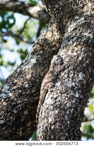 A Female Tree Agama Camouflaged On A Tree Branch, South Africa.