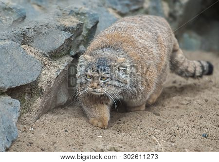 Pallas Cat (otocolobus Manul). Manul Is Living In The Grasslands And Montane Steppes Of Central Asia