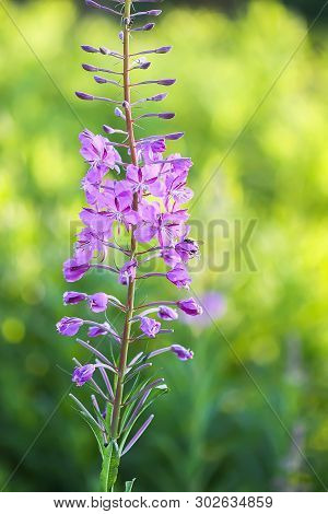 Blooming Sally, Willow Herb, Fireweed Medical Plant With Purple Flowers In Flowering Season Blooming