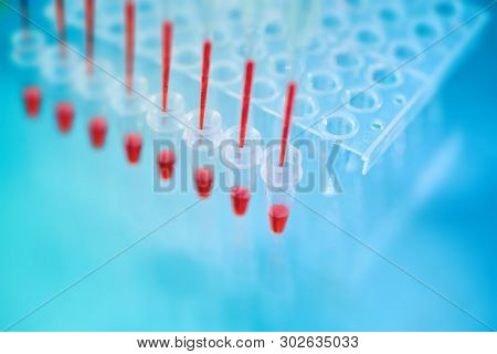 Multichannel Pipette Tips Filled In With Red Reaction Mixture To Amplify Dna In Plastic Wells, Text 