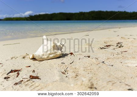 Conch Shell On A Deserted Beach With Blurred Background - One Shell On An Island - Copy Space