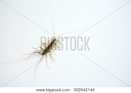 Scutigera Coleoptrata. Domestic Insects. Treatment Of Insect Pest Control Concept