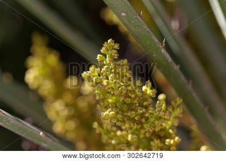 European Fan Palm Flowers Chamaerops Humilis,.