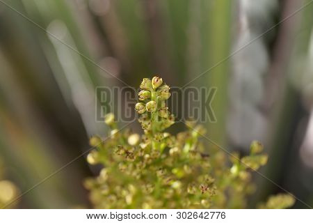 European Fan Palm Flowers Chamaerops Humilis,.