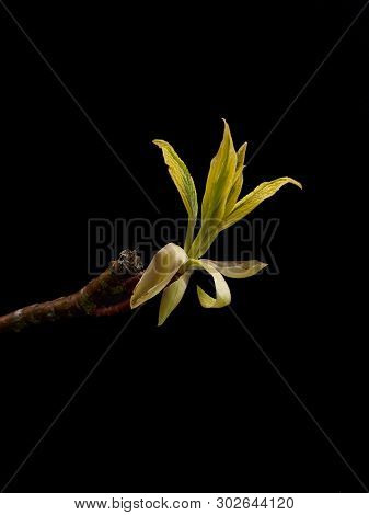 Budding Wedding Cake Tree Leaf On Black