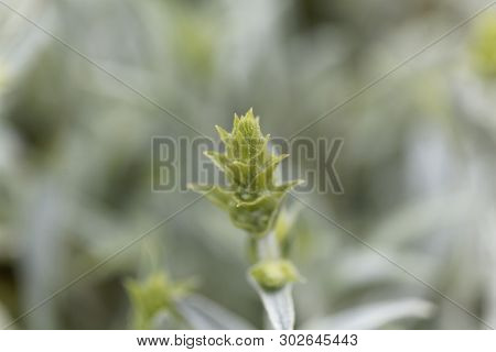 Blossom Of An Ironwort, Sideritis Syriaca.