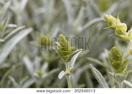 Blossom Of An Ironwort, Sideritis Syriaca.