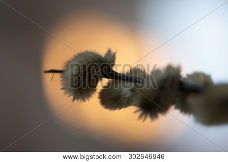 Closeup Of Willow Twig With Fluffy Inflorescences On The Background Of Lamp Glare