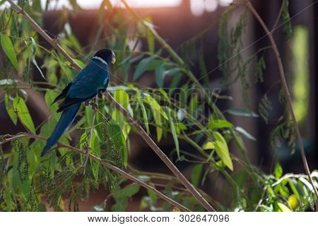 Australian Ringneck Parrot. Australian Mimetic Parrot In Israel Zoo