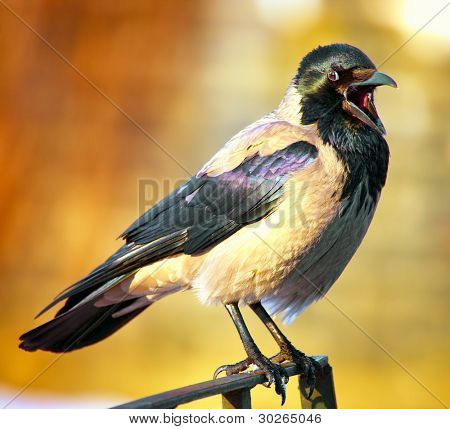  Kukuletalı karga (Corvus cornix)