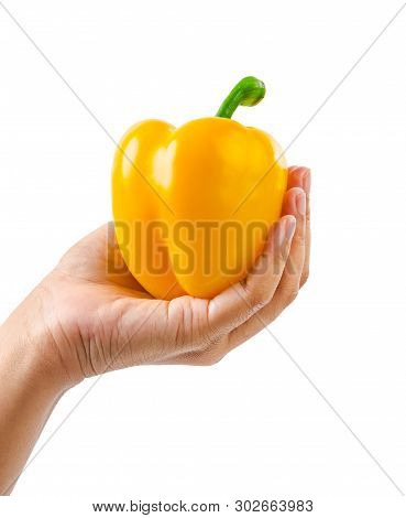 Hand Holding Ripe Yellow Bell Pepper Isolated On White Background, Save Clipping Path.