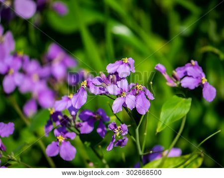 Dame's Rocket Flowers In Bloom