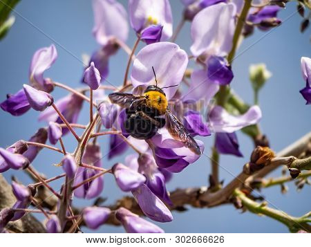 A Japanese Carpenter Bee, Xylocopa Appendiculata Circumvolans, Feeds From Flowering Trees In A Japan
