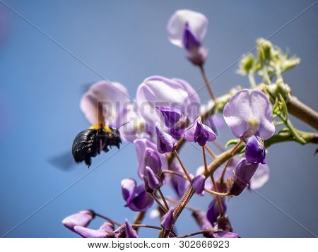 A Japanese Carpenter Bee, Xylocopa Appendiculata Circumvolans, Feeds From Flowering Trees In A Japan