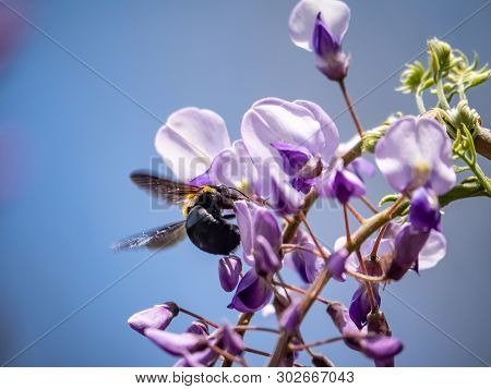 A Japanese Carpenter Bee, Xylocopa Appendiculata Circumvolans, Feeds From Flowering Trees In A Japan