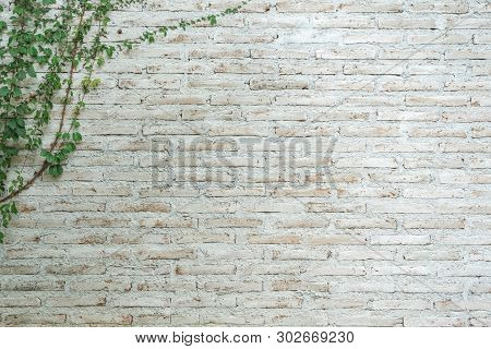 The Wall Is Made Of Brick And Then Painted In White. There Are Creepers On The Left Wall. This Wall