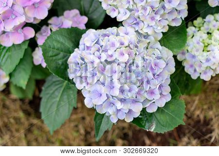 Closeup Of Green Hydrangea (hydrangea Macrophylla) Are Blooming In Spring And Summer At A Town Garde