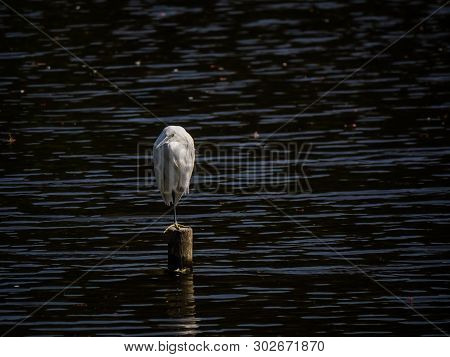 A Little Egret Naps On A Post In A Shallow Pond In Yamato, Japan.