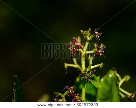 A Macro Photo Of Japanese Aucuba Blossoms, Aucuba Japonica, In Bloom. These Tiny Flowers Eventually 
