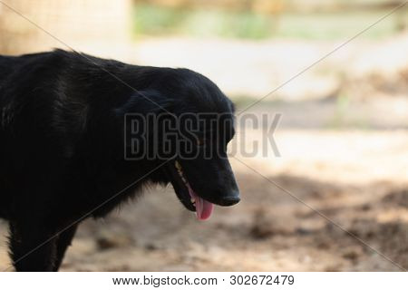 Black dog. black little puppy. Portrait of a close-up of smiling black dog breed Labrador Retriever
