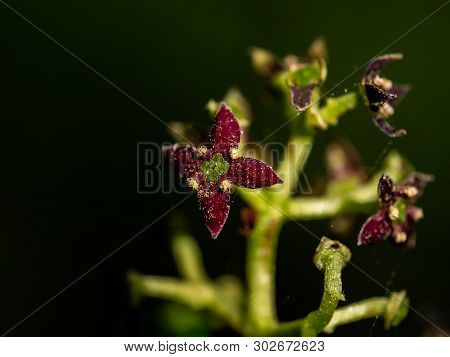 A Macro Photo Of Japanese Aucuba Blossoms, Aucuba Japonica, In Bloom. These Tiny Flowers Eventually 