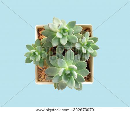 Top View Green Succulent Cactus In Pot On Ligth Blue Background, Decoration Concept