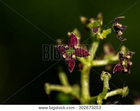 A Macro Photo Of Japanese Aucuba Blossoms, Aucuba Japonica, In Bloom. These Tiny Flowers Eventually 