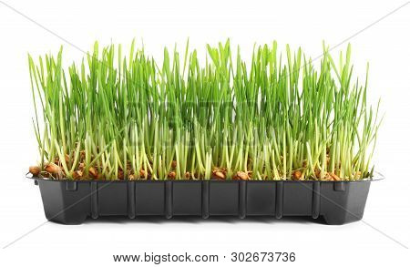Container With Sprouted Wheat Grass Seeds On White Background