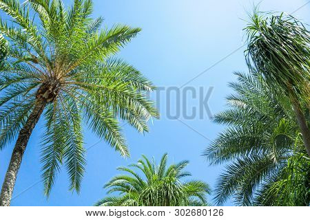 Palm Tree And Blue Sky Background Concept - Beautiful Palm Tree Leave With Blue Sky And Copy Space, 