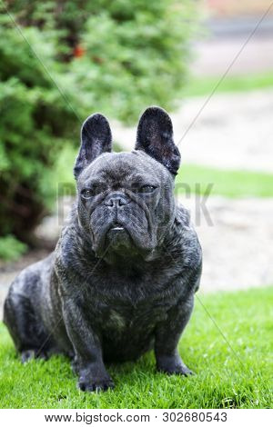 Black French Bulldog Portrait Garden Day Light
