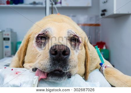 Entropion Surgery In Labrador Retriever Dog Breed