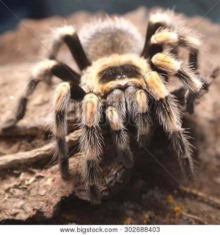 Giant Poisonous Hairy Spider Photographed Closely In The Amazon Rainforest
