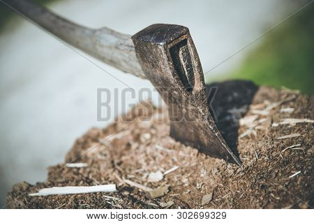 Getting Wood For Fire: Axe Attached To A Tree Trunk