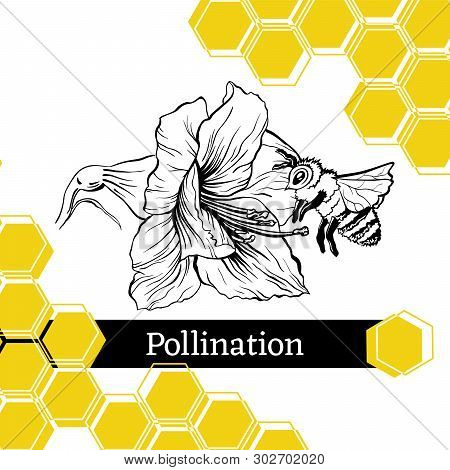 Pollination Hand Drawn Vector Illustration. Bumblebee And Blooming Flower Ink Pen Sketch. Honey Stor