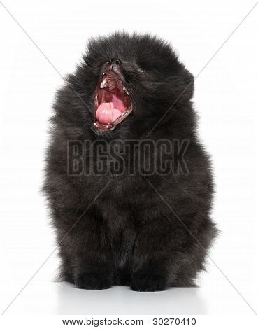 ชปิทซ์สุนัข Yawns บนพื้นหลังสีขาว