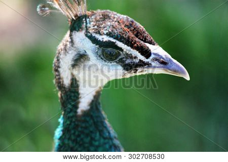 Closeup View Of The Head Of A Peacock, Or Peafowl, Detailing The Colorful Turquoise Blue And Green I
