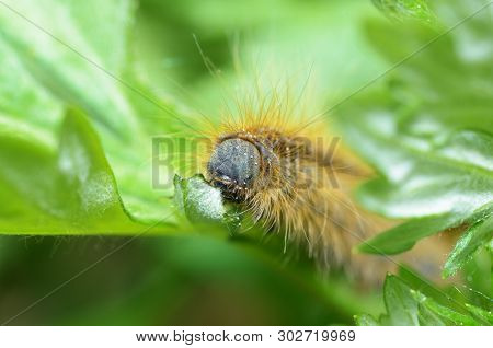 Beautiful Caterpillar Crawling On A Twig.she Eats Leaves.