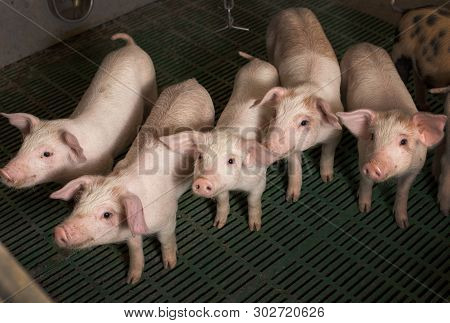 Group Of Cute Piglets In Modern Pigpen, Looking At Camera