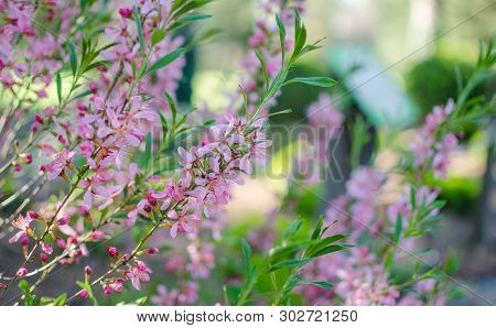 Dwarf Russian Almond. -  Prunus Tenella Batsch. Pink Flowering Plants.