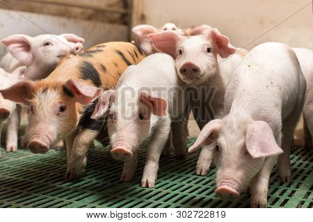 Group Of Cute Piglets In Modern Pigpen, Looking At Camera