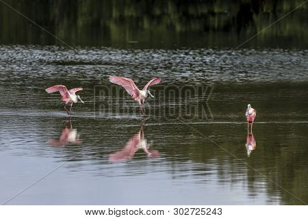 Three Roseate Spoonbills (platalea Ajaja) Are Reflected On The Waters Of Ding Darling National Wildl