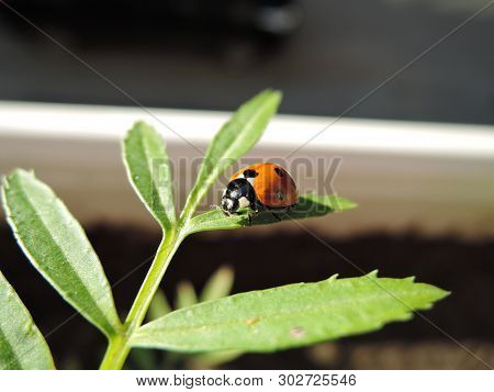 Ladybug With Pollen On A Green Leaf