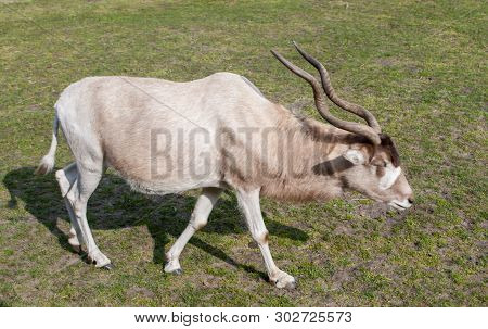 Impala Gazelle With Beautiful Long Twisted Horns Grazing In A Meadow