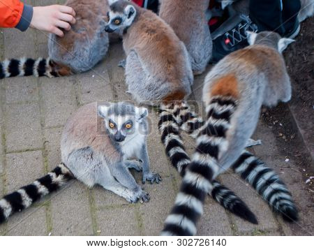 Lemurs With Beautiful Striped Tails Sitting On The Road In The Park