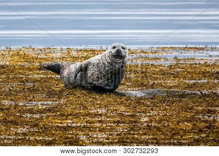 The Fur Seal Lies On A Stone And Looks Directly At Us