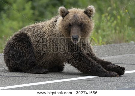 Hungry Wild Kamchatka Brown Bear Lies On Asphalt Road And Arrogant Looking At Camera. Eurasia, Russi
