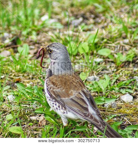 Merle As The Most Common Inhabitant Of European Forests And Parks In The Cities. Eurasian Blackbird 